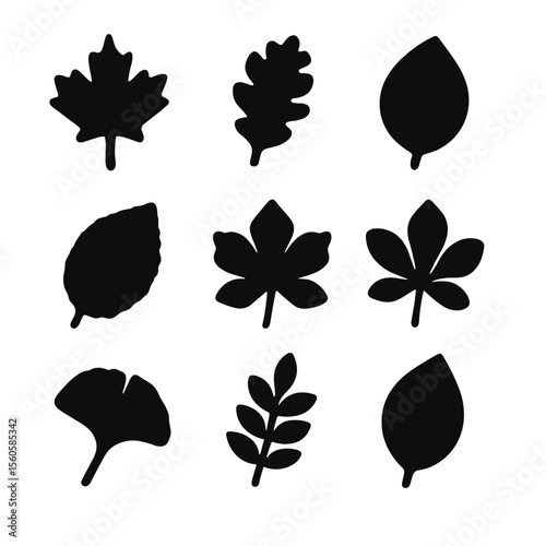 Leaf Icon Collection. Solid, Filled icon set of common leaf types: maple leaf, oak leaf, birch leaf, elm leaf, sycamore leaf,