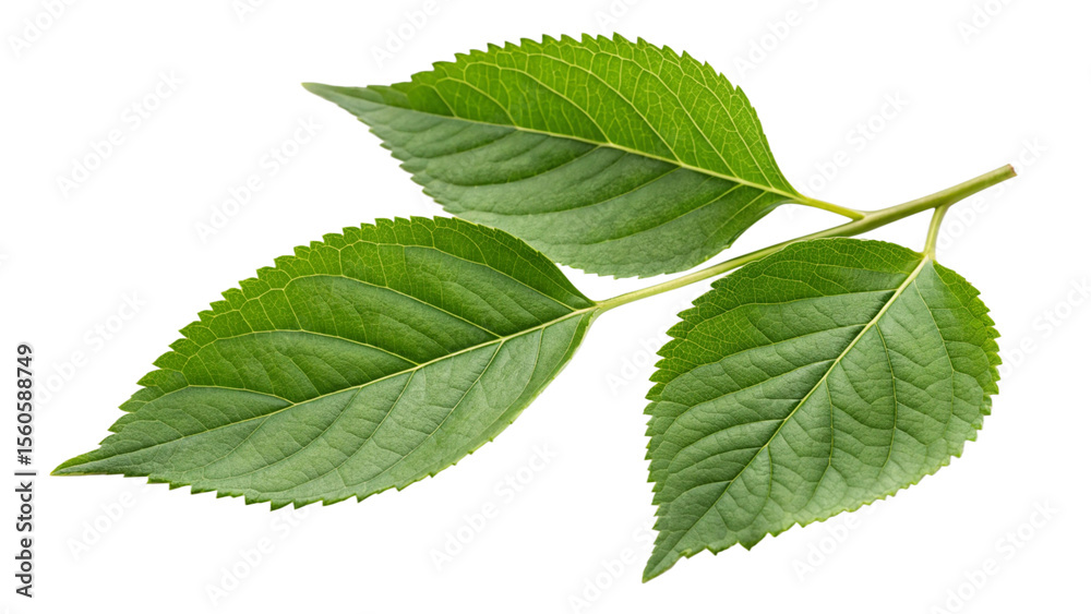 Obraz premium green leaves isolated on white