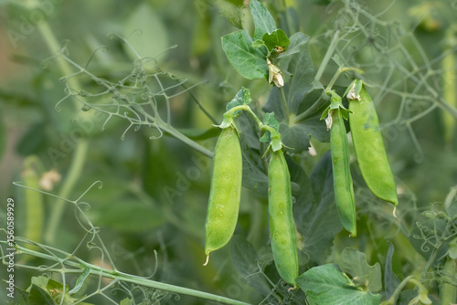 Bild auf Leinwand Early pea plant with flower, green leaves, and thin pods