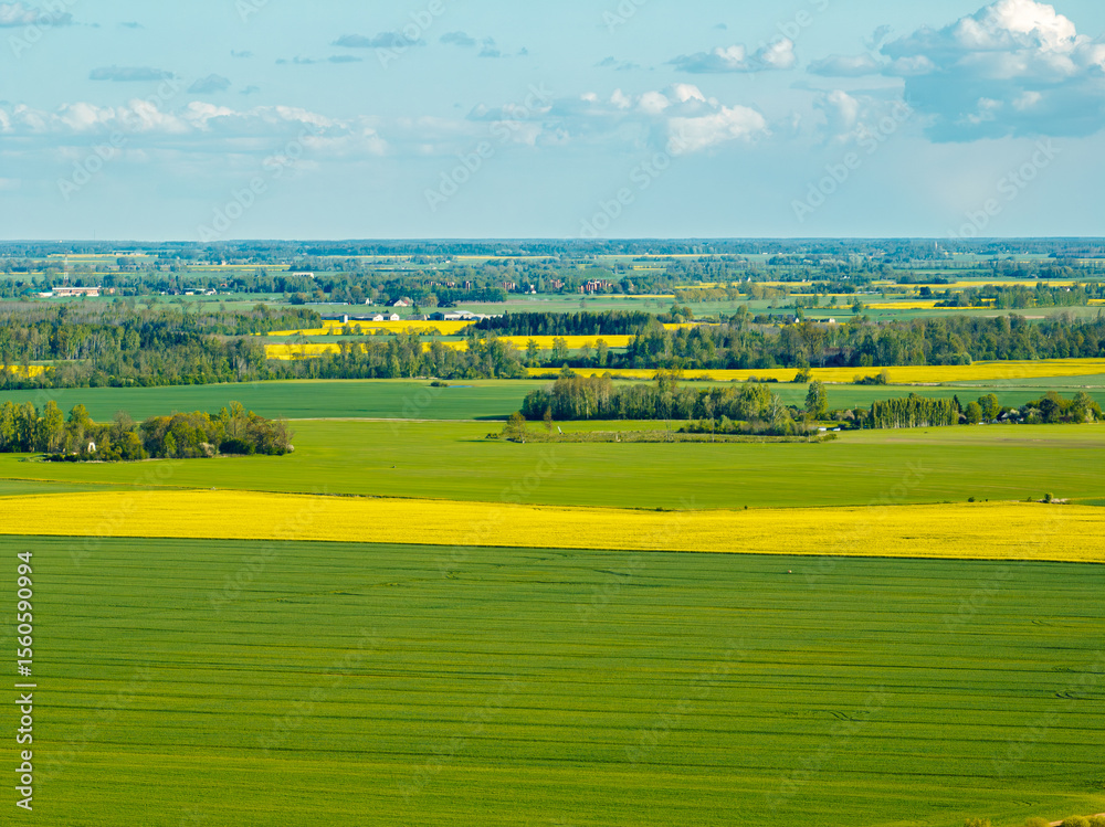 Fototapeta premium Rapeseed fields in the countryside of Zemgale, Latvian nature.