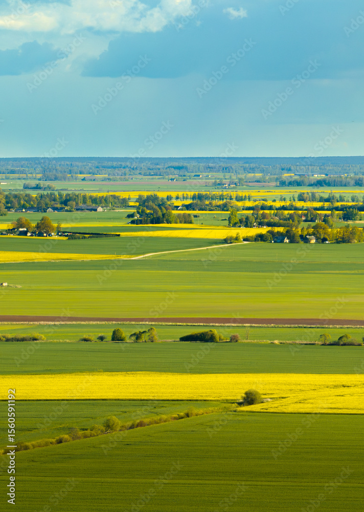 Fototapeta premium Rapeseed fields in the countryside of Zemgale, Latvian nature.