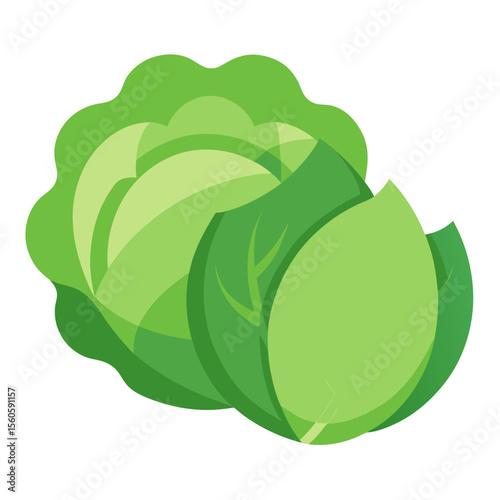 Fresh green cabbage with layered leaves on a white background