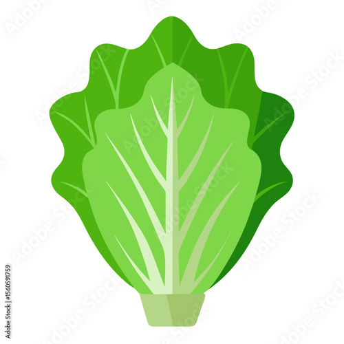 Stylized flat illustration of a fresh green lettuce head with visible veins