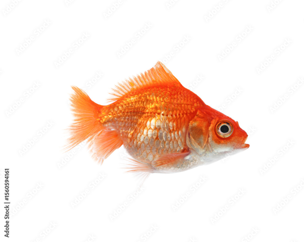 Fototapeta premium One small beautiful goldfish isolated on white