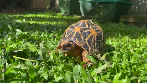 Endangered Sri Lankan Star Tortoise Foraging in Lush Green Grass on a Sunny Day.