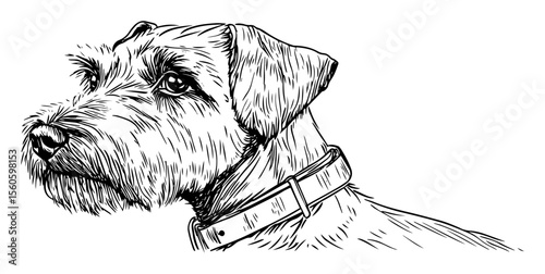 hand drawn schnauzer dog head vector line art portrait
