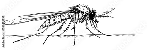 mosquito insect close up detailed hand drawn vector sketch
