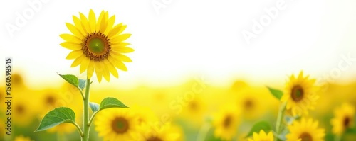 single sunflower bloom against pure white in a field, nature, bloom, sunflowers