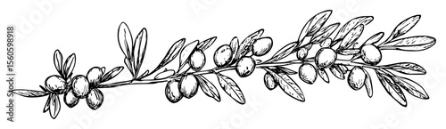 olive branch with fruits and leaves