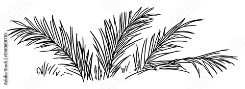 hand drawn tropical palm leaves in grass sketch