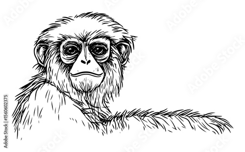 gibbon monkey lying relaxed in grass vintage sketch vector