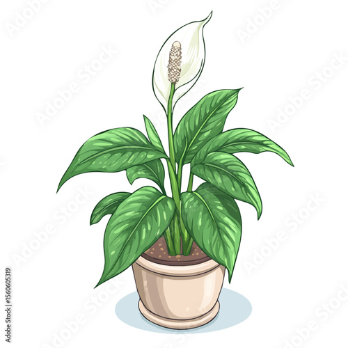 Peace Lily, flat 2D isometric cartoon vector image isolated on white background.