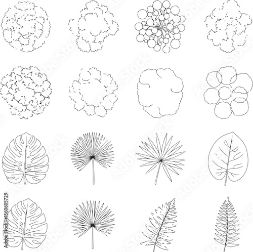 Various botanical illustrations of foliage and tree canopies leaves trees