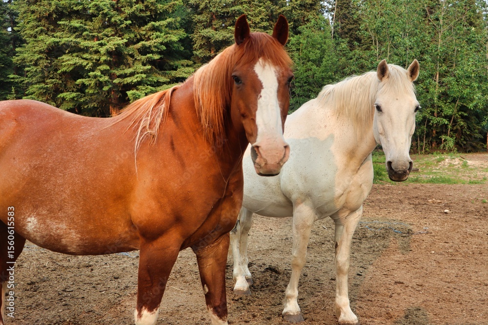 Obraz premium Yukon Territories, Canada