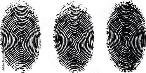 Set of three fingerprint scans isolated on transparent background. Digital biometric security and identification concept. Three different fingerprints are shown, different pattern on white background.