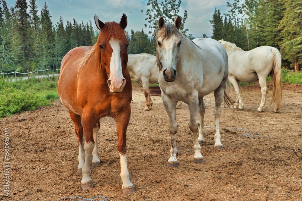 Obraz premium Yukon Territories, Canada