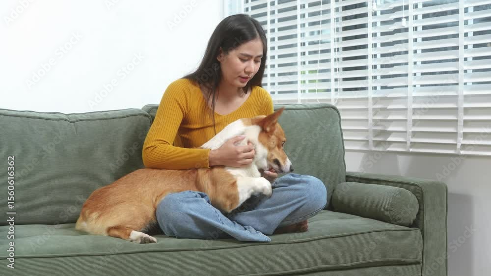 Asian young woman sits on the floor beside her sofa, gently stroking her Corgi dog head relax at home, reflecting warmth, pet lover, the comfort of home life. Asian young woman sits on the floor beside her sofa, gently stroking her Corgi dog head relax at home, reflecting warmth, pet lover, the comfort of home life.