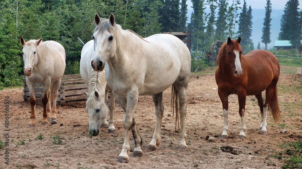 Obraz premium Yukon Territories, Canada