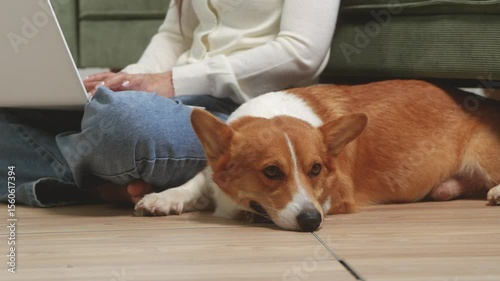 Asian young woman sits on the floor beside her sofa, gently stroking her Corgi dog head relax at home, reflecting warmth, pet lover, the comfort of home life.