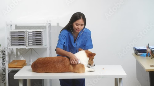 A young Asian female veterinarian gently examines a calm Corgi dog indoors at pet clinic, highlighting professional pet care, importance of regular health checkups and vaccinations like rabies shots.