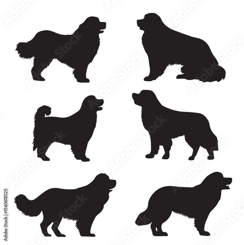 bernese mountain dog silhouette set, Black & White silhouette set