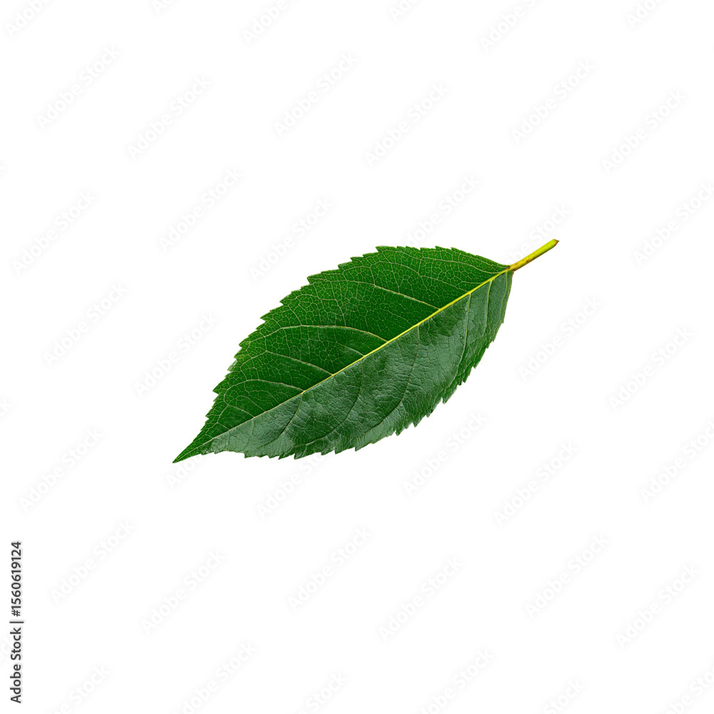 Obraz premium Single green leaf on black background