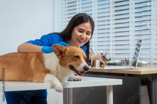 A young Asian female veterinarian gently examines a calm Corgi dog indoors at pet clinic, highlighting professional pet care, importance of regular health checkups and vaccinations like rabies shots.