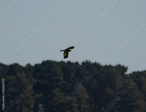 A Marsh Harrier (Circus aeruginosus) soaring over Minsmere in Suffolk, UK