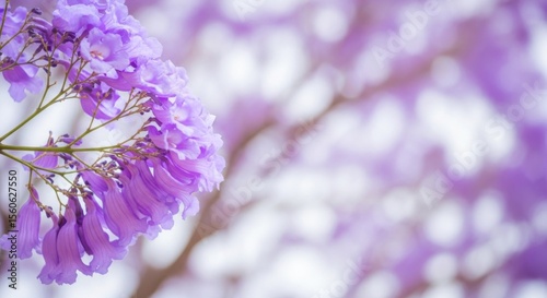 Beautiful Purple Jacaranda Blossoms in Soft Focus with Bokeh Background