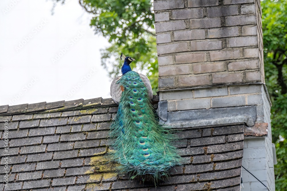 Obraz premium male peafowl peacock with tail feathers on view perched on roof