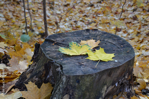 Autumnal Scene of a Tree Stump Adorned with Colorful Leaves