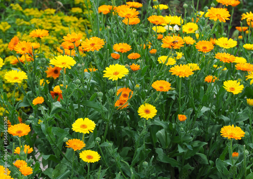 Fototapeta premium Ringelblumenwiese