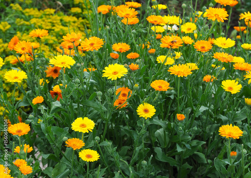 Ringelblumenwiese
