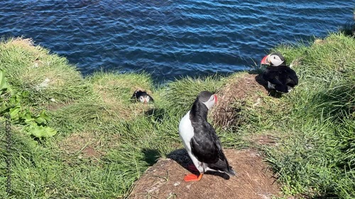 Atlantic Puffins in Eastfjords of Iceland