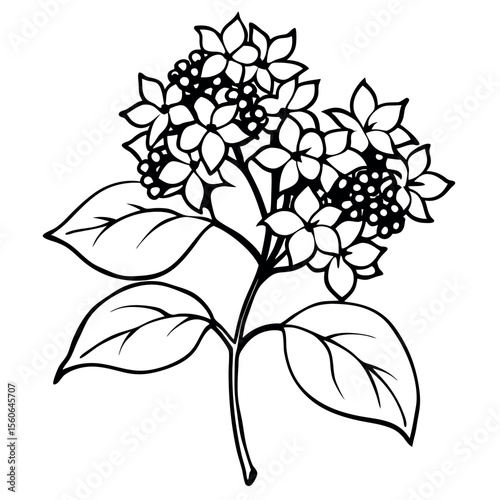 Black and White Lilac Blossom Sketch Detailed Petals