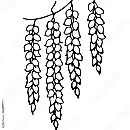 Black and White Wisteria Raceme Illustration Layered Flower Groupings