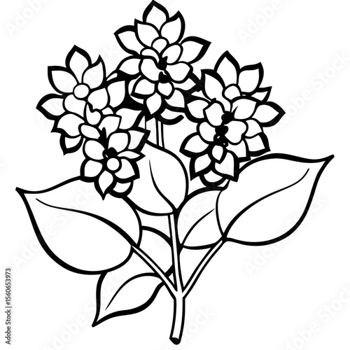 Black Line Art Lilac Flower Bunch Botanical Illustration