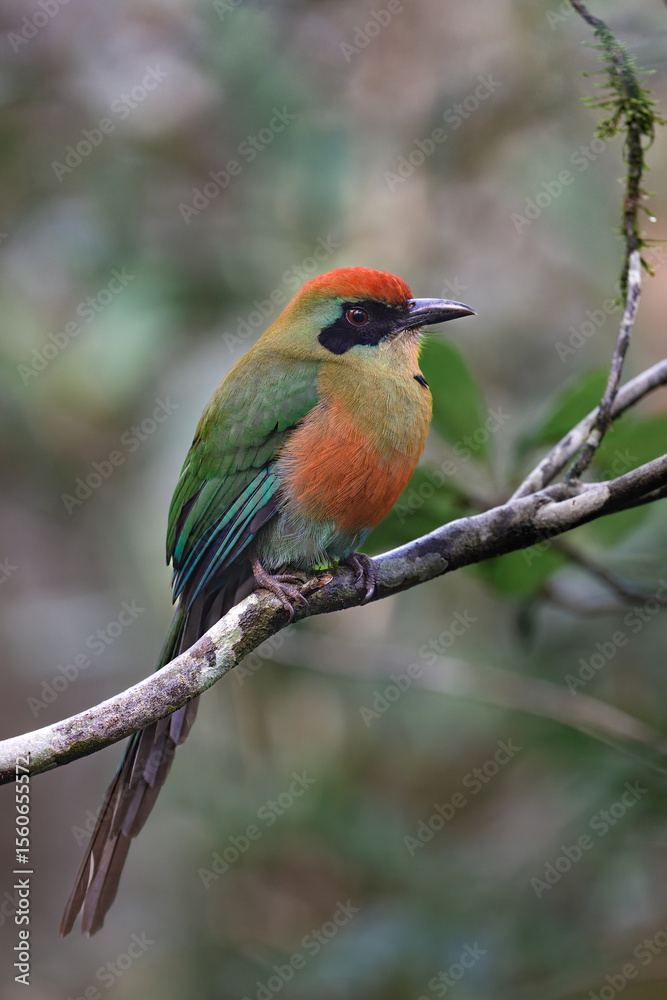 Fototapeta premium Rufous-capped Motmot (Baryphthengus ruficapillus) Juruva