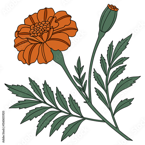 Illustration of a Marigold Flower with Bud and Leaves on White Background