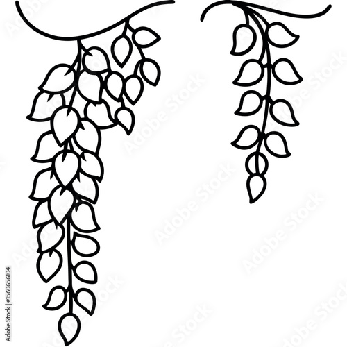 Black Line Art Wisteria Vines Hanging Floral Design