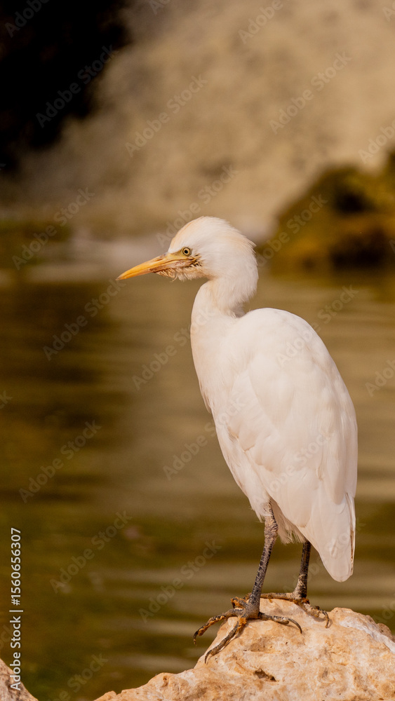 Cattle Egret Standing on Rock by the Water in Natural Habitat Cattle Egret Standing on Rock by the Water in Natural Habitat