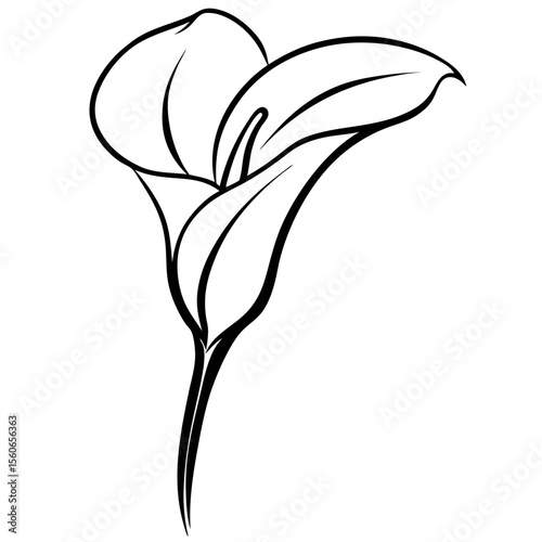 Tableau sur toile Black Line Drawing Calla Lily Long Stem Isolated Arum Lily