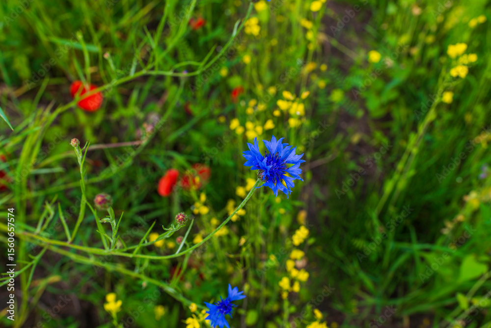 Obraz premium A vivid blue cornflower (Centaurea cyanus) stands out in a colorful wildflower meadow, surrounded by yellow and red blossoms. Captured in natural daylight, this macro-style image evokes the beauty 
