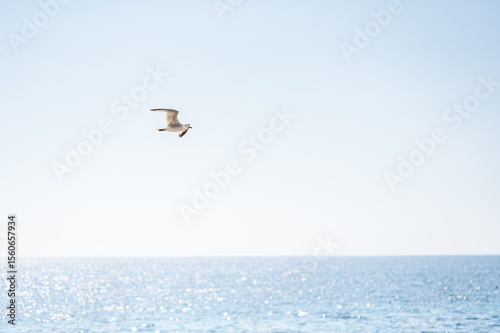 Close shot of seagull flying over the sea