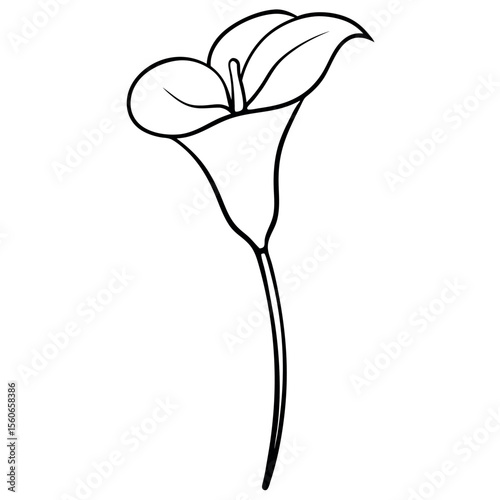 Black Line Drawing Single Calla Lily Stem White Background