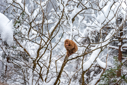 Photography China huangshan mountains monkey in snow