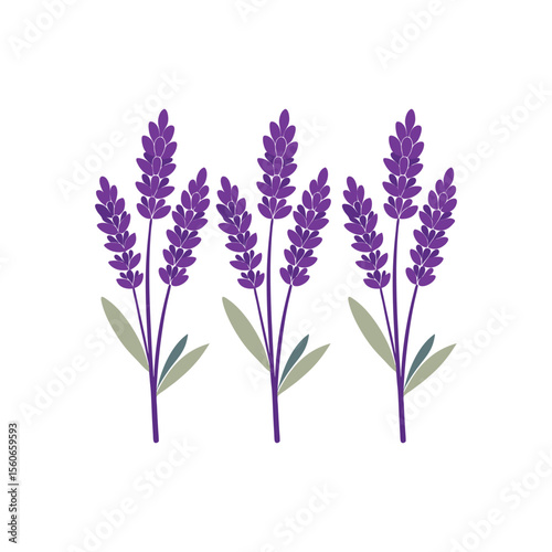 Silhouette of Lavender Flower Stalk with Clustered Blooms in Elegant Minimal Botanical Line Art Style