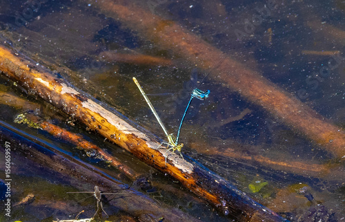 Two Platycnemis pennipes dragonflies during mating season
