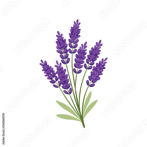 Silhouette of Lavender Flower Stalk with Clustered Blooms in Elegant Minimal Botanical Line Art Style