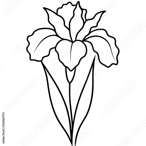Realistic Line Art Drawing of an Iris Flower with Ruffled Petals